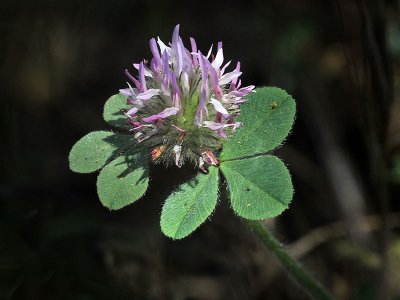 Rose Clover, Trifolium hirtum