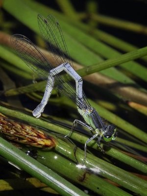 Western Forktail, female ovipositing