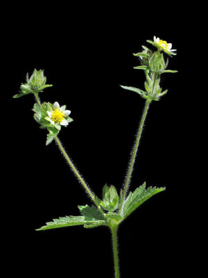 Sticky Cinquefoil, Potentilla glandulosa