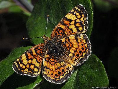 Nymphalidae: Checkerspots and Crescents