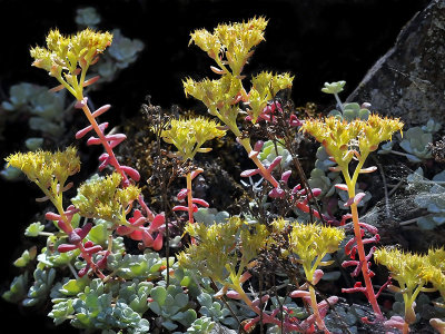 Crassulaceae/Stonecrop Family: Pygmy Weed, Dudleya