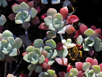 Rock Lettuce, Dudleya cymosa