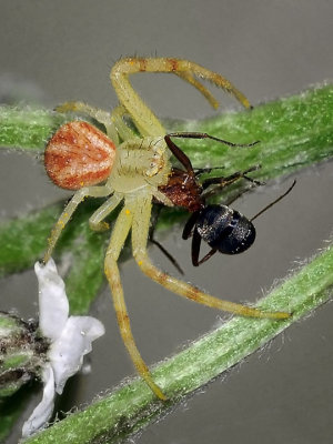 Crab Spider preys on ant