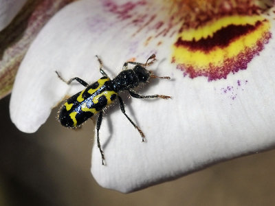 Ornate Checkered Beetle in Mariposa Lily