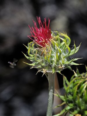 California Thistle, Cirsium californicum