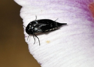 Mordellidae: Tumbling Flower Beetles