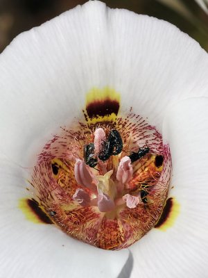 Mariposa Lily, pollinators