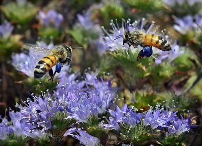 Honey Bees with blue pollen