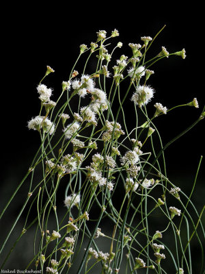 Polygonaceae: Buckwheat, Dock,  Smartweed