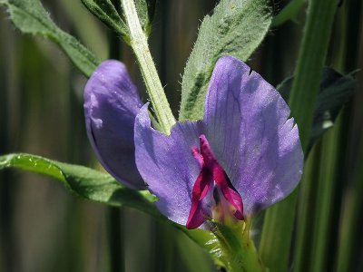 Spring Vetch, Vicia sativa