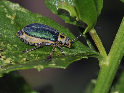 Skeletonizing Leaf Beetle, female