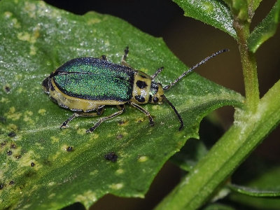 Skeletonizing Leaf Beetle, female
