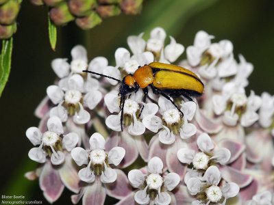 Blister Beetle in Milkweed
