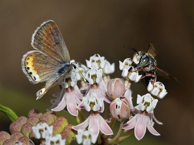 Pacific Dotted Blue, Native Bee