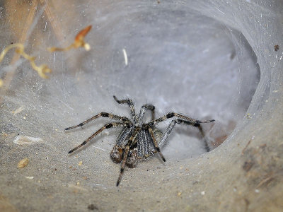 Western Funnel-web Spider, Agelenopsis aperta, male