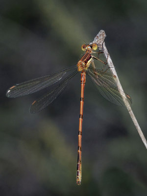 Black Spreadwing, teneral male