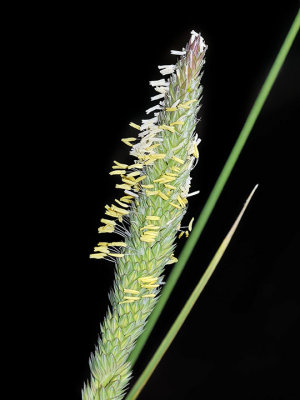 Harding Grass, Phalaris aquatica