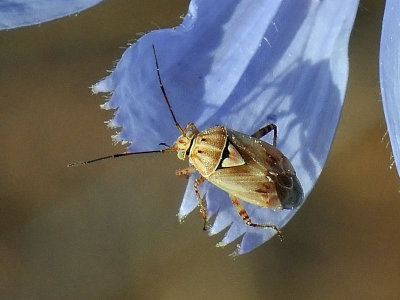 Lygus Bug, Lygus sp