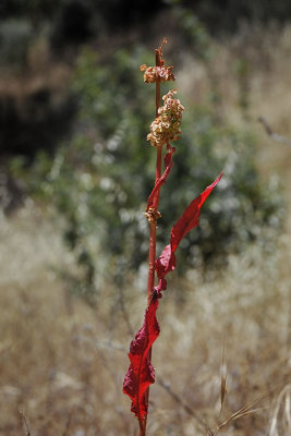 Curly Dock, Rumex crispus