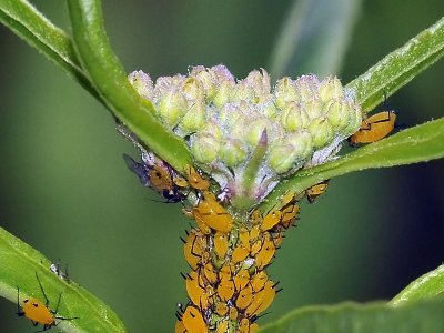 aphids and a dairy ant...