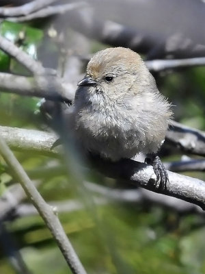 Bushtit