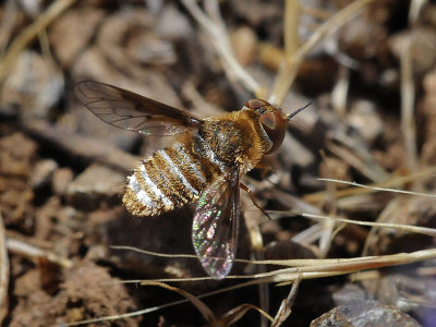 Arnaud's Bee Fly, Lepidanthrax arnaudi, female