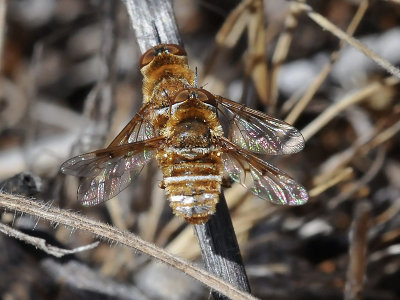 Arnaud's Bee Fly, Lepidanthrax arnaudi