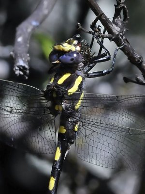 Pacific Spiketail