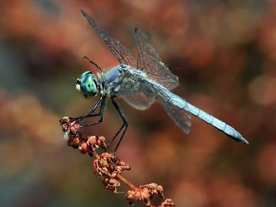 Blue Dasher, mature male