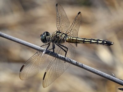 Blue Dasher female