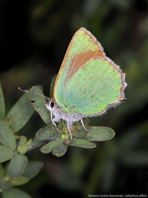 Lycaenidae: Coppers and Hairstreaks