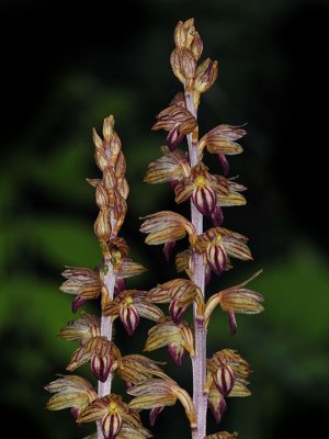 Striped Coralroot (Wild Orchid)