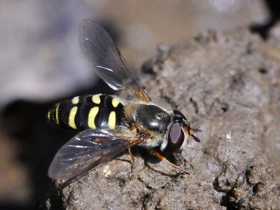 Syrphid Fly, Lapposyrphus lapponicus, female