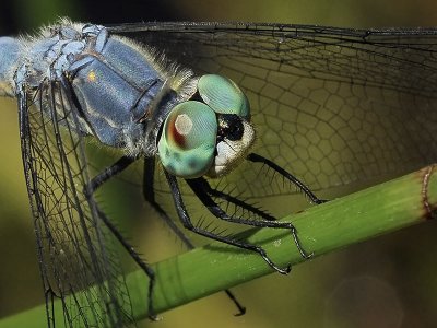 Blue Dasher, mature male