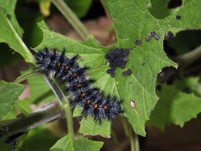 Checkerspot Caterpillar, droppings, on Bee Plant