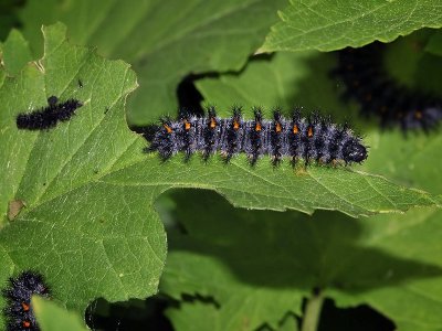 Checkerspot Caterpillar on Bee Plant