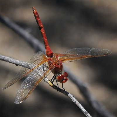 Red-veined Meadowhawk, male
