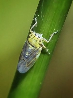 Leafhopper, Macrostelles sp.