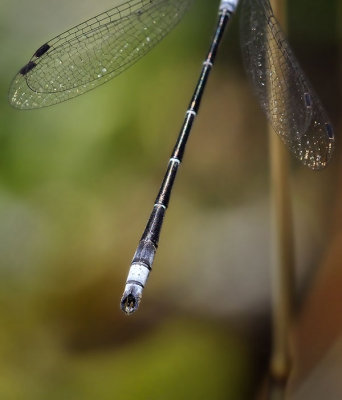 Black Spreadwing, male