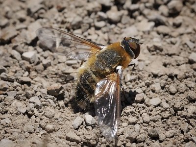 Bee Fly female prepping for bombing run