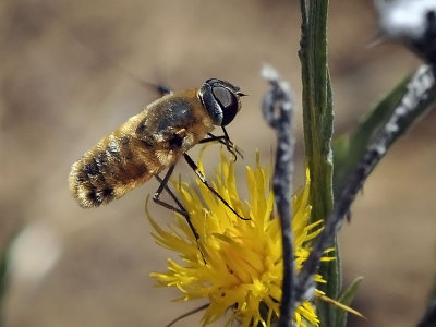 Bee Fly, Villa sp
