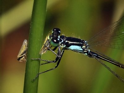 Pacific Forktail preys on Leafhopper