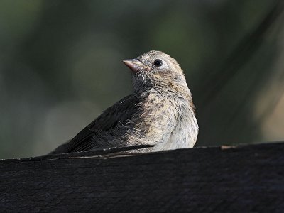Dark-eyed Junco, juvenile