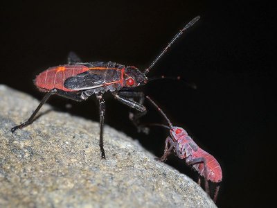Western Boxelder Bug, instars