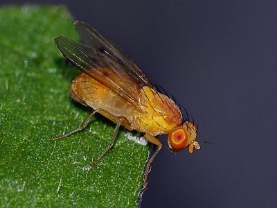 Vinegar Fly, Homoneura sp 