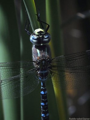 Paddle-tailed Darner 