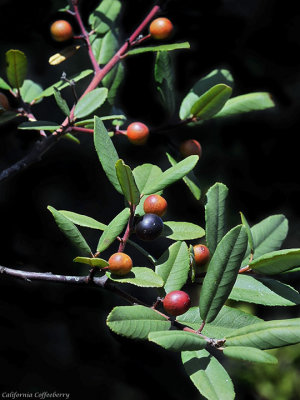 California Coffeeberry, Rhamnus californica