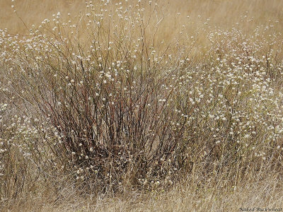 Naked Buckwheat, Eriogonum nudum