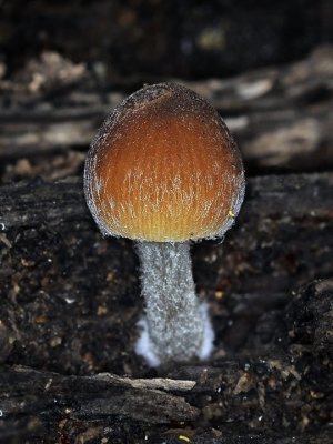 Golden Globe Mushroom