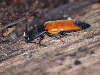 Click Beetle, Ampedus sp